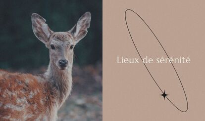 Un jeune cerf tacheté regarde la caméra avec une expression paisible. Le fond est flou et le texte 